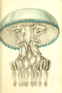 v08 299 Pulmonic Medusa