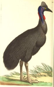 v08 297 Galeated Cassowary