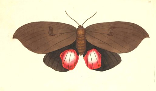 v08 300 Augusta