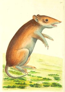 v08 298 Porculine Opossum