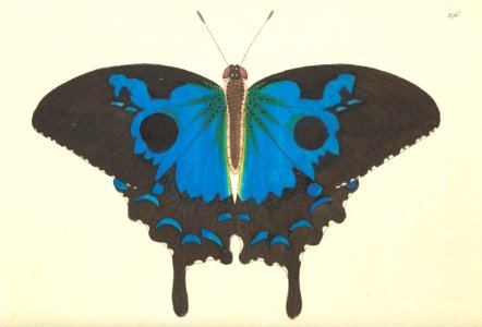 v08 296 Diomedes