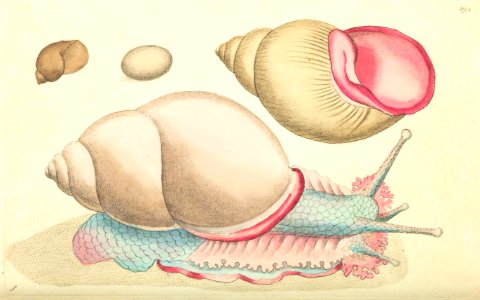 v08 294 Occidental Bulla