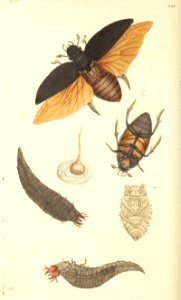v08 292 Great Dytiscus