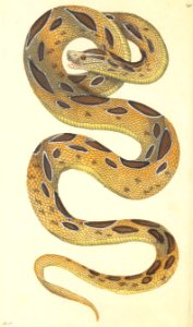 v08 291 Russelian Snake