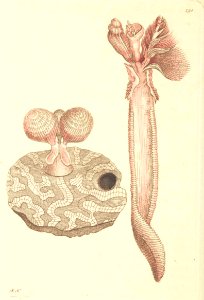 v08 290 Madrepore Terebella