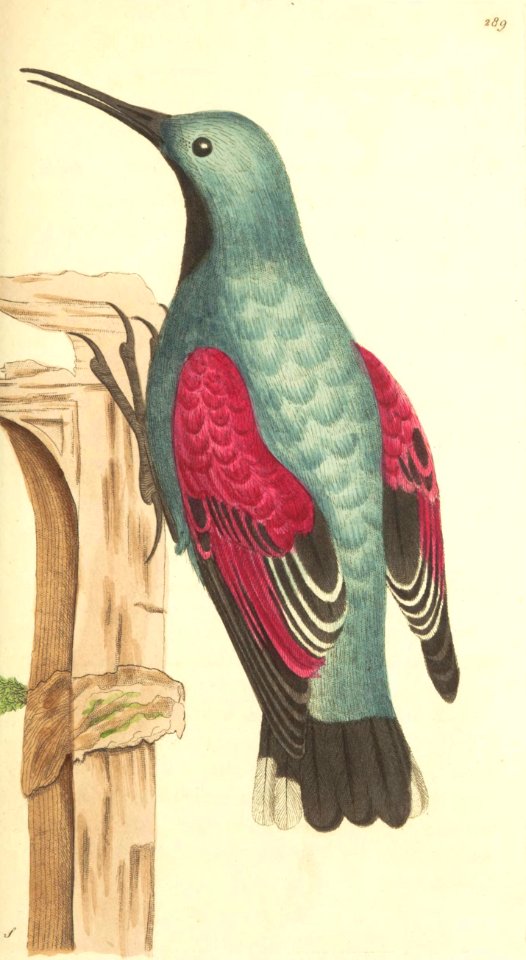 v08 289 Wall Creeper