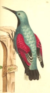 v08 289 Wall Creeper