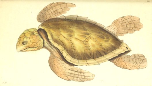 v08 287 Imbricated Tortoise