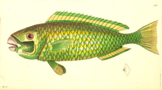 v08 286 Green Scarus