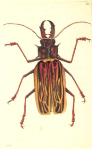 v08 284 Stag-Horned Cerambyx