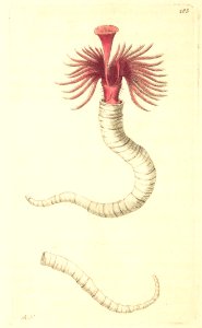 v08 283 Vermicular Serpula
