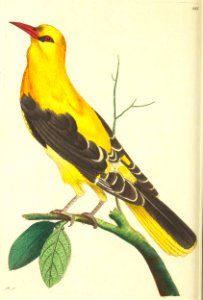 v08 285 Golden Oriole