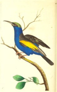 v08 281 Cyanean Creeper