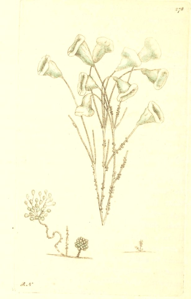 v08 278 Arborescent Vorticella