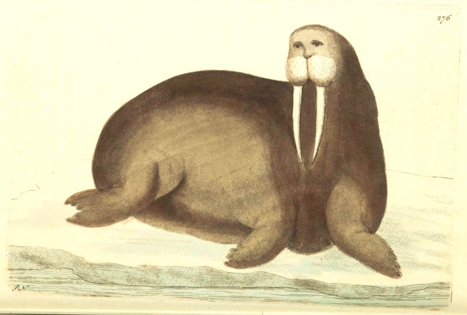 v08 276 Arctic Walrus