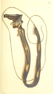 v08 274 Chordated Stylephorus