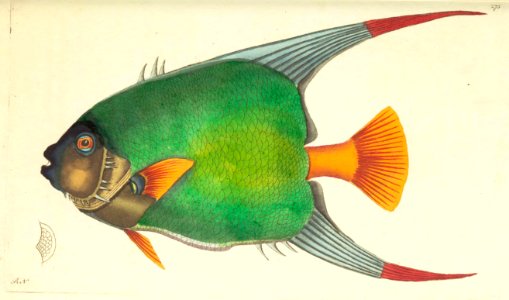v08 275 Double-Scaled Chaetodon