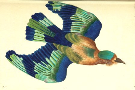 v08 273 Indian Roller