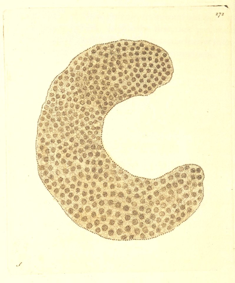 v08 272 Sandy Alcyonium