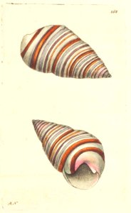 v08 268 Riband Bulla