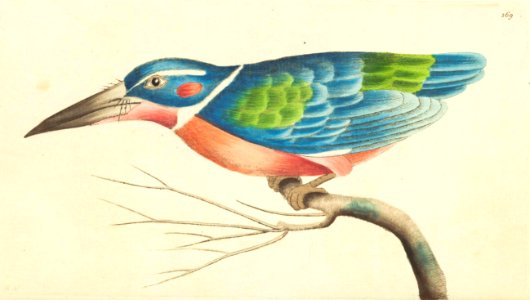 v08 269 White-Collared Kingfisher