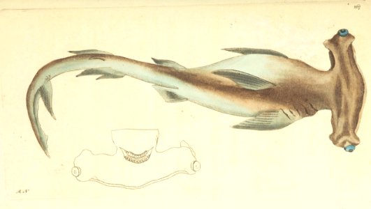 v08 267 Hammer-Headed Shark