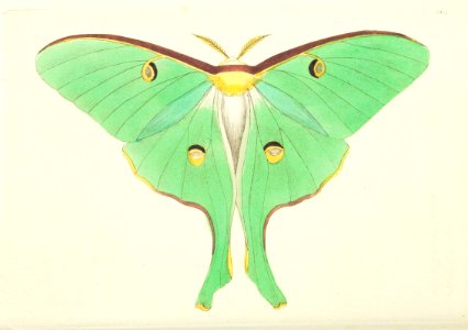 v08 264 Luna Moth