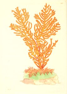 v08 263 Purple-Sided Gorgonia