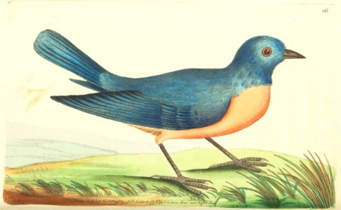 v08 261 Blue Redbreast