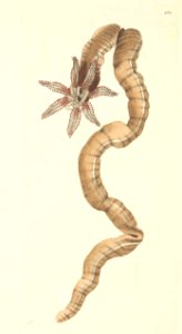 v08 260 Brown Holothuria