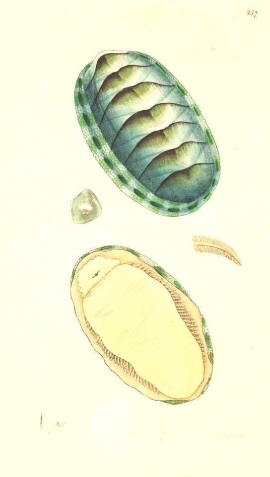 v08 257 Scaly Chiton
