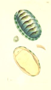 v08 257 Scaly Chiton