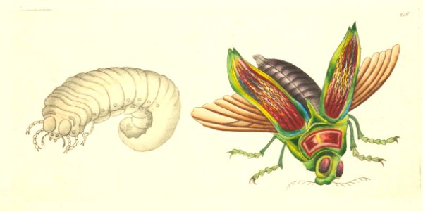 v08 256 Great Buprestis