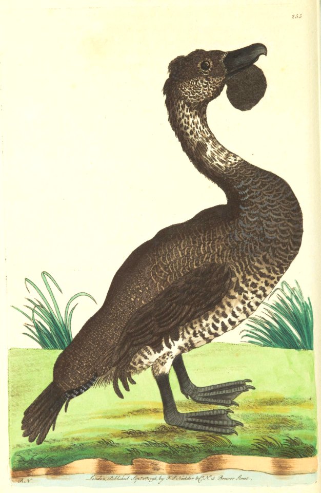 v08 255 Lobated Duck