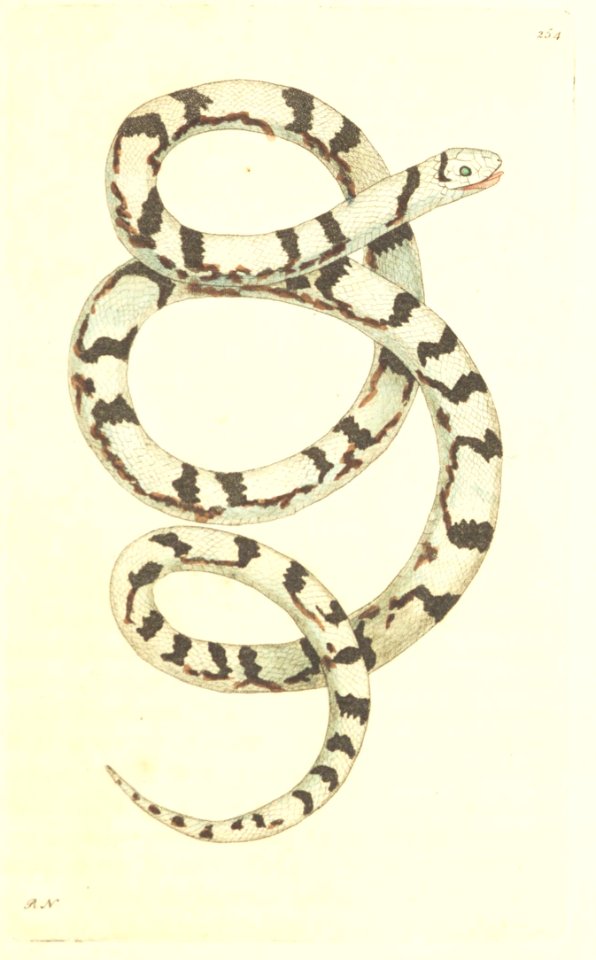 v07 254 Magpie Snake