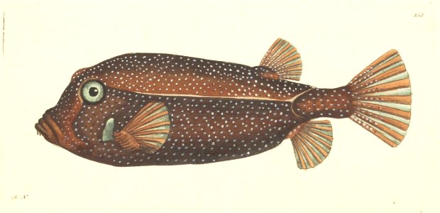 v07 253 Speckled Ostracion
