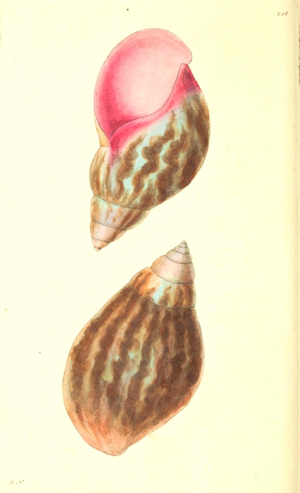 v07 248 Agate Bulla