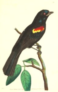 v07 252 Scarlet Shouldered Tanager