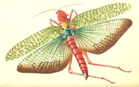 v07 251 Egyptian Locust