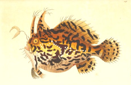 v07 245 Harlequin Frog Fish