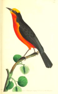 v07 246 Barbary Shrike