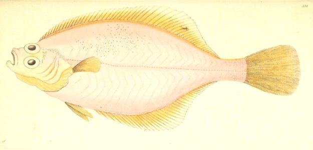 v07 238 Rose-Colored Flounder