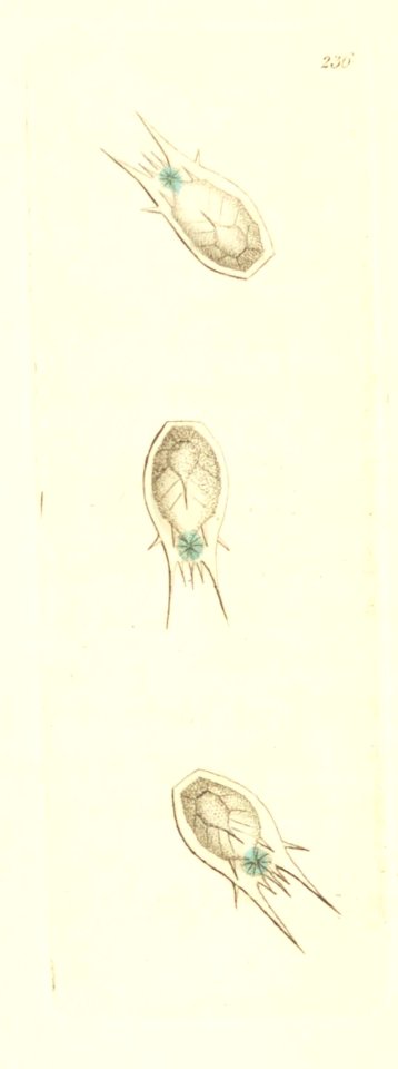 v07 236 Democratic Salpa