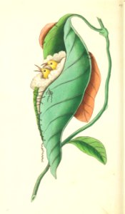 v07 237 Tailor Warbler