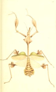 v07 233 Long-Breasted Mantis