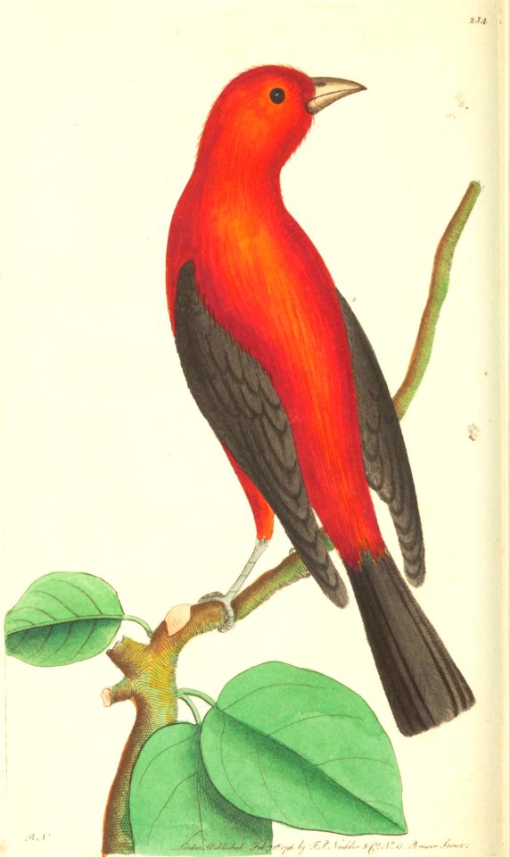 v07 234 Brazilian Tanager