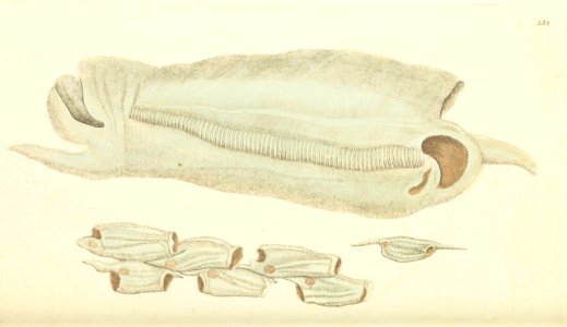 v07 232 Great Salpa