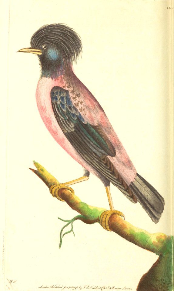 v07 231 Rose-colored Ouzel