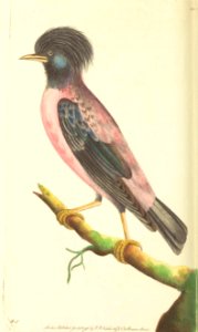 v07 231 Rose-colored Ouzel