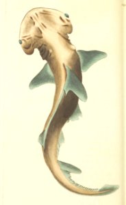 v07 229 Round Headed Shark